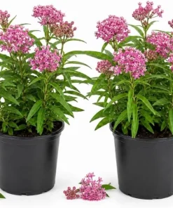Pink Milkweed Live Plant – 2 Pack – 4-6 Inch Tall Perennial for Outdoor Garden - Image 1
