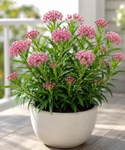 Pink Milkweed Live Plant 4-6 Inch Tall – Pink Flowering Perennial for Outdoor Garden - Image 3