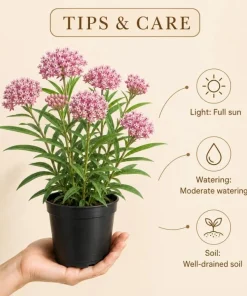 Pink Milkweed Live Plant 4-6 Inch Tall – Pink Flowering Perennial for Outdoor Garden - Image 4