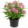 Pink Milkweed Live Plant 4-6 Inch Tall – Pink Flowering Perennial for Outdoor Garden - Image 1