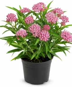 Pink Milkweed Live Plant 4-6 Inch Tall – Pink Flowering Perennial for Outdoor Garden - Image 1