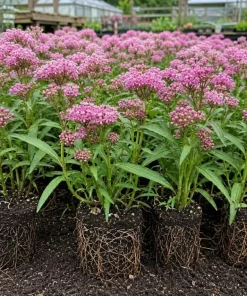 Pink Milkweed Live Plant 4-6 Inch Tall – Pink Flowering Perennial for Outdoor Garden - Image 6