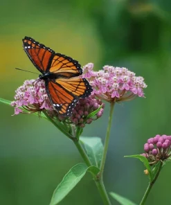 Pink Milkweed Live Plants - 2 Pack - for Butterfly Gardens - Image 2