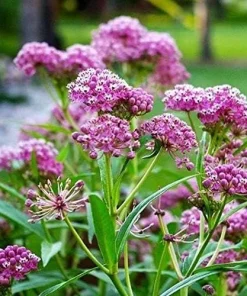 Pink Milkweed Live Plants - 2 Pack - for Butterfly Gardens - Image 3