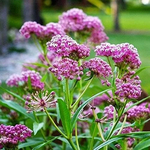 Pink Milkweed Live Plants - 2 Pack - for Butterfly Gardens - Image 3