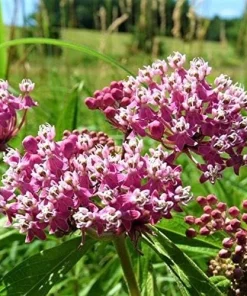 Pink Milkweed Live Plants - 2 Pack - for Butterfly Gardens - Image 4