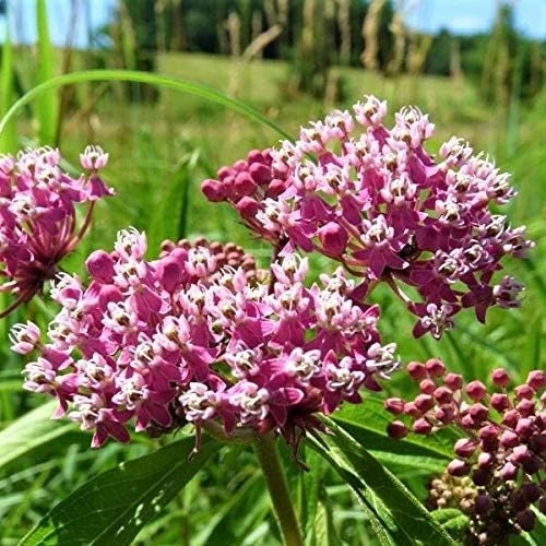 Pink Milkweed Live Plants - 2 Pack - for Butterfly Gardens - Image 4