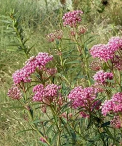Pink Milkweed Live Plants - 2 Pack - for Butterfly Gardens - Image 5