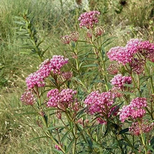 Pink Milkweed Live Plants - 2 Pack - for Butterfly Gardens - Image 5