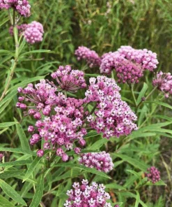Pink Milkweed Live Plants - 2 Pack - for Butterfly Gardens - Image 6