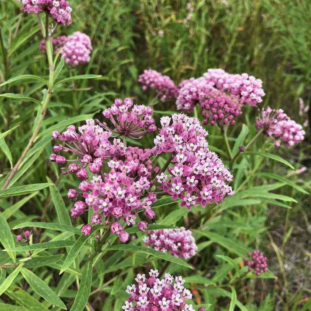 Pink Milkweed Live Plants - 2 Pack - for Butterfly Gardens - Image 6