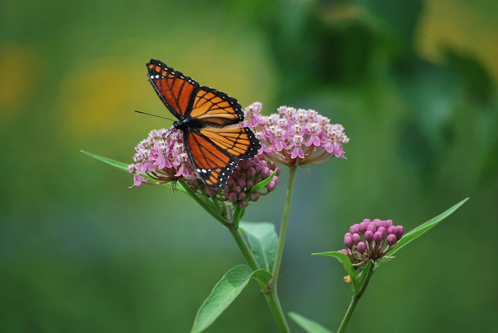 Pink Milkweed Live Plants - 2 Pack - for Butterfly Gardens - Image 7
