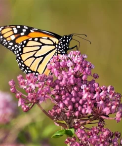 Pink Milkweed Live Plants - 2 Pack - for Butterfly Gardens - Image 1
