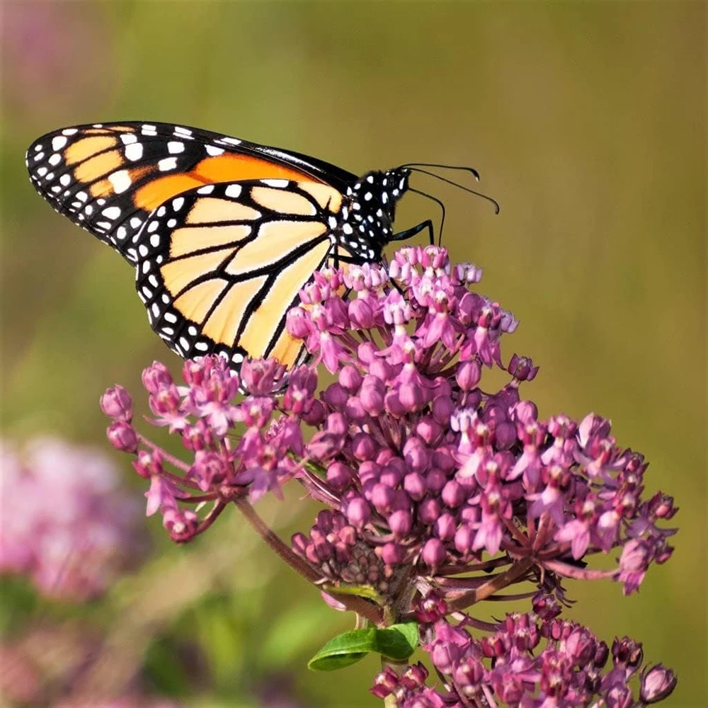 Pink Milkweed Live Plants - 2 Pack - for Butterfly Gardens - Image 1