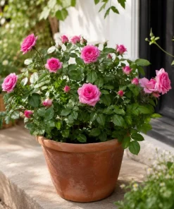 Pink Mini Rose Live Plant 4-6 Inch Tall - Miniature Rose Bush Indoor Outdoor - Image 2