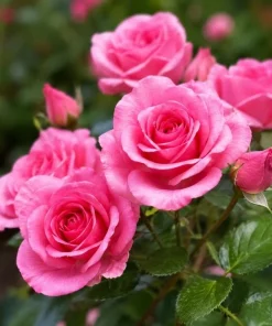 Pink Mini Rose Live Plant 4-6 Inch Tall - Miniature Rose Bush Indoor Outdoor - Image 3