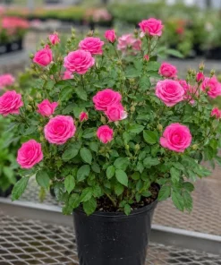 Pink Mini Rose Live Plant 4-6 Inch Tall - Miniature Rose Bush Indoor Outdoor - Image 4