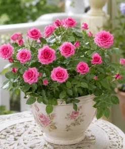 Pink Mini Rose Live Plant 4-6 Inch Tall - Miniature Rose Bush Indoor Outdoor - Image 5
