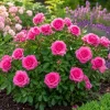 Pink Mini Rose Live Plant 4-6 Inch Tall - Miniature Rose Bush Indoor Outdoor - Image 1