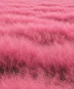 Pink Muhly Grass Live Plant – 2 Pack – Ornamental Perennial – 4-8 Inch Tall - Image 4
