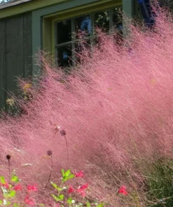 Pink Muhly Grass Live Plant – 2 Pack – Ornamental Perennial – 4-8 Inch Tall - Image 6
