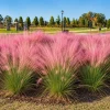 Pink Muhly Grass Live Plant – 2 Pack – Ornamental Perennial – 4-8 Inch Tall - Image 1