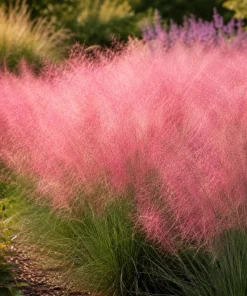Pink Muhly Grass Live Plant 4-6 Inch Tall – Ornamental Perennial Grass for Landscaping - Image 2