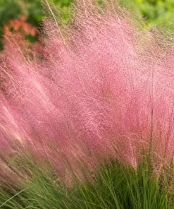 Pink Muhly Grass Live Plant 4-6 Inch Tall – Ornamental Perennial Grass for Landscaping - Image 3