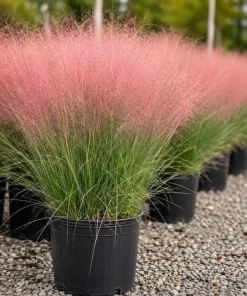 Pink Muhly Grass Live Plant 4-6 Inch Tall – Ornamental Perennial Grass for Landscaping - Image 5