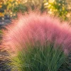 Pink Muhly Grass Live Plant 4-6 Inch Tall – Ornamental Perennial Grass for Landscaping - Image 1