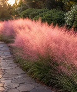 Pink Muhly Grass Live Plant 4-6 Inch Tall – Ornamental Perennial Grass for Landscaping - Image 6