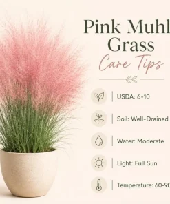Pink Muhly Grass Live Plant 4-6 Inch Tall – Ornamental Perennial Grass for Landscaping - Image 7
