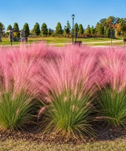 Pink Muhly Grass Live Plant - Set of 2, 4-8 Inch Tall Perennial Grass - Image 3