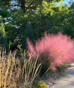 Pink Muhly Grass Live Plant - Set of 2, 4-8 Inch Tall Perennial Grass - Image 5