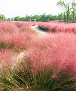 Pink Muhly Grass Live Plant - Set of 2, 4-8 Inch Tall Perennial Grass - Image 6