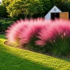 Pink Muhly Grass Live Plant - Set of 2, 4-8 Inch Tall Perennial Grass - Image 1