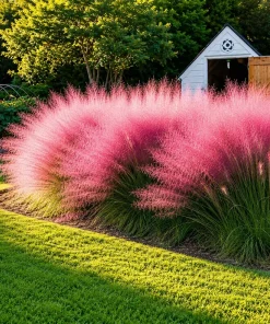 Pink Muhly Grass Live Plant - Set of 2, 4-8 Inch Tall Perennial Grass - Image 1
