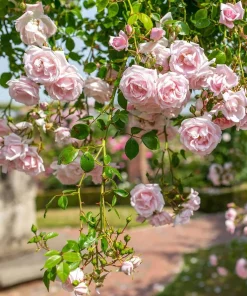 Pink New Dawn Rose Live Plant - Climbing Rose Bush, 4-6 Inch Tall, Outdoor - Image 2