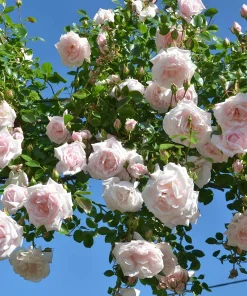 Pink New Dawn Rose Live Plant - Climbing Rose Bush, 4-6 Inch Tall, Outdoor - Image 3
