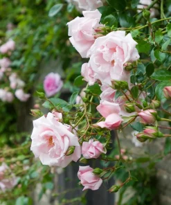 Pink New Dawn Rose Live Plant - Climbing Rose Bush, 4-6 Inch Tall, Outdoor - Image 4