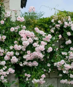 Pink New Dawn Rose Live Plant - Climbing Rose Bush, 4-6 Inch Tall, Outdoor - Image 5