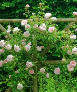 Pink New Dawn Rose Live Plant - Climbing Rose Bush, 4-6 Inch Tall, Outdoor - Image 6