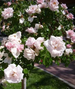 Pink New Dawn Rose Live Plant - Climbing Rose Bush, 4-6 Inch Tall, Outdoor - Image 7