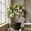 Pink New Dawn Rose Live Plant - Climbing Rose Bush, 4-6 Inch Tall, Outdoor - Image 1
