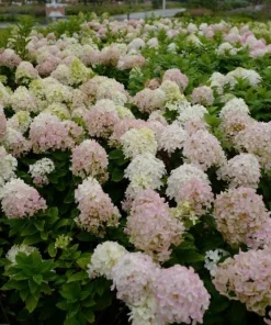 Pink Oakleaf Hydrangea Live Plant, Soft Pink Flowers, 6-12" Tall, 4" Pot, Outdoor Shrub - Image 2