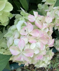 Pink Oakleaf Hydrangea Live Plant, Soft Pink Flowers, 6-12