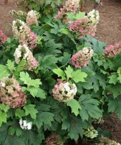 Pink Oakleaf Hydrangea Live Plant, Soft Pink Flowers, 6-12