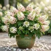 Pink Oakleaf Hydrangea Live Plant, Soft Pink Flowers, 6-12" Tall, 4" Pot, Outdoor Shrub - Image 1
