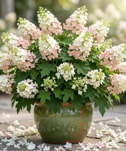 Pink Oakleaf Hydrangea Live Plant, Soft Pink Flowers, 6-12" Tall, 4" Pot, Outdoor Shrub - Image 1