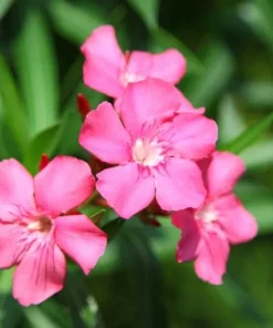 Pink Oleander Live Plant for Outdoor Garden - Nerium Oleander 4-6 Inch Tall - Image 2
